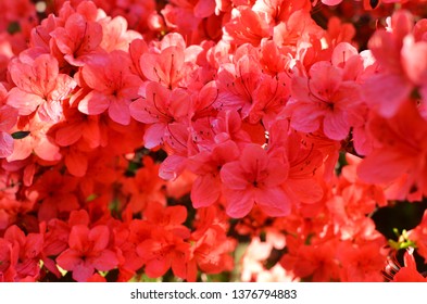 Stewartstonian Azalea, Early Spring Flowering Shrubs