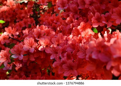 Stewartstonian Azalea, Early Spring Flowering Shrubs