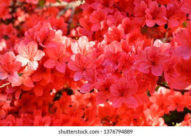 Stewartstonian Azalea, Early Spring Flowering Shrubs