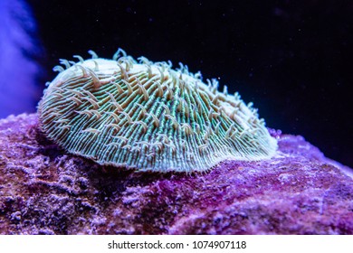 Stichodactyla Haddoni Close-up