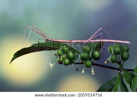 Stick bug 