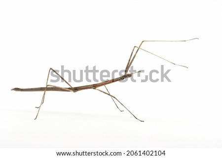 Stick bug 
