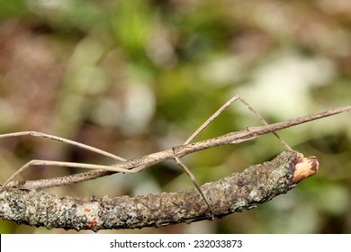 Stick Insect