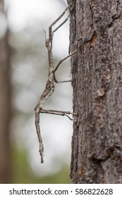 Stick Insect