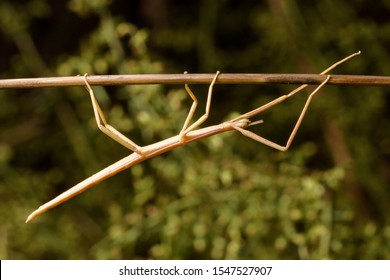 Stick Insect (Bacillus Rossius) In Rose