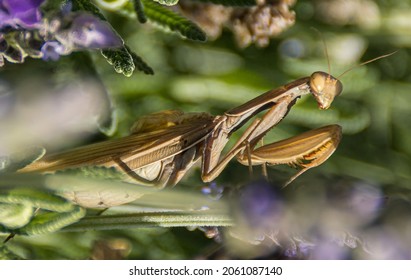 Stick Insect Eating And Attentive To What Is Happening Around It
