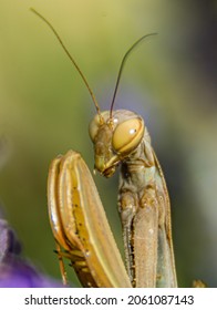 Stick Insect Eating And Attentive To What Is Happening Around It
