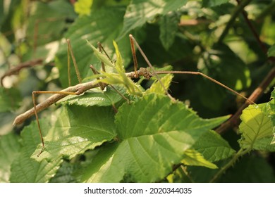 Stick Insect Eating Blackberry Leaves