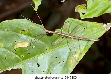 Stick Insect Eating A Leaf In The Rainforest Understory, Ecuador