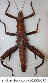 Stick Insect (Eurycantha Horrida), New Guinea