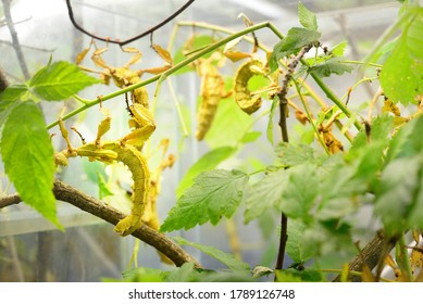 Stick Insect Extatosoma Tiaratum In Zoo Laboratory, Close-up. Insect Conservation Of New Guinea And Australia. Entomology, Environmental Protection, Research, Education