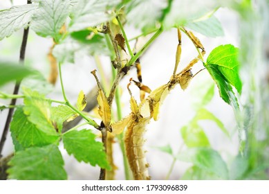 Stick Insect Extatosoma Tiaratum In Zoo Laboratory, Close-up. Insect Conservation Of New Guinea And Australia. Entomology, Environmental Protection, Research, Education