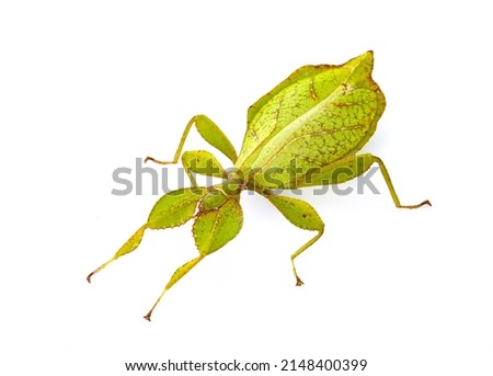 stick insect in front of white background