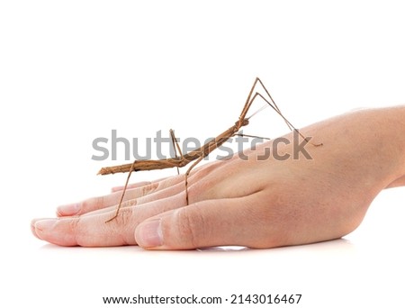 stick insect Medauroidea extradentata in front of white background