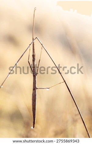 stick insect (order Phasmatodea), a master of camouflage known for its uncanny resemblance to twigs.