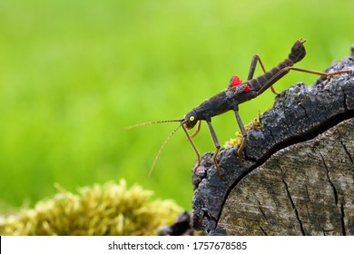 Stick Insect Peruphasma Schultei On Dry Wood With Green Background. Very Colorful Insects Like A Pet In A Decorative Environment.