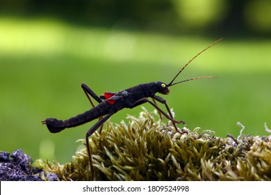 Stick Insect Peruphasma Schultei On Dry Wood With Green Background. Very Colorful Insects Like A Pet In A Decorative Environment.