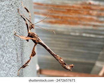 Stick insect (phasmatodea).insect that resembles a small twig