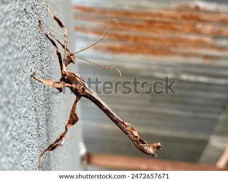 Stick insect (phasmatodea).insect that resembles a small twig