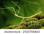 Stick insect or Phasmids (Phasmatodea or Phasmatoptera) also known as walking stick insects, stick-bugs, bug sticks or ghost insect. Green stick