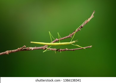 Stick insect or Phasmids (Phasmatodea or Phasmatoptera) also known as walking stick insects, stick-bugs, bug sticks or ghost insect. Green stick insect camouflaged on tree. Selective focus, copy space