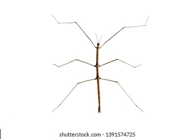 Stick Insect Phasmids Phasmatodea Phasmatoptera Known Stock Photo 