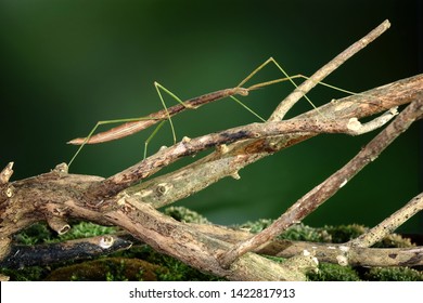 Stick insect or Phasmids (Phasmatodea or Phasmatoptera) also known as walking stick insects, stick-bugs, bug sticks or ghost insect. Stick insect camouflaged on tree. Selective focus, copy space