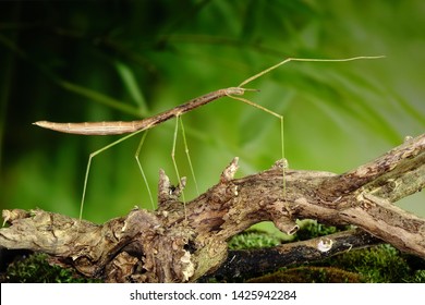 201,456 Brown Leaf Insect Images, Stock Photos & Vectors | Shutterstock