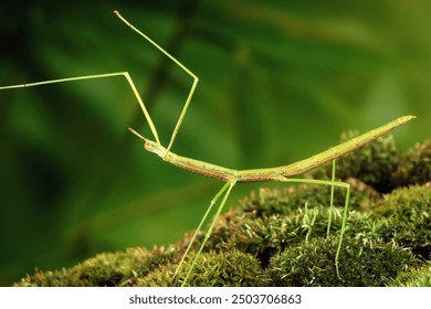 Stick insect or Phasmids (Phasmatodea or Phasmatoptera) also known as walking stick insects, stick-bugs, bug sticks or ghost insect. Green stick