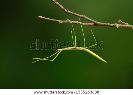 Stick insect or Phasmids (Phasmatodea or Phasmatoptera) also known as walking stick insects, stick-bugs, bug sticks or ghost insect. Green stick insect camouflaged on tree. Selective focus,copy space