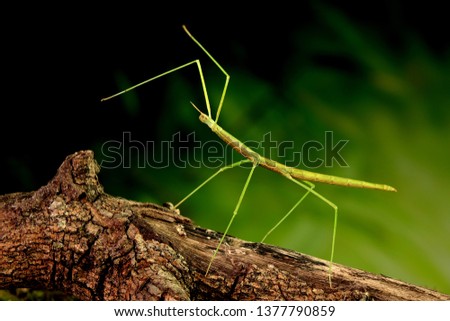 Stick insect or Phasmids (Phasmatodea or Phasmatoptera) also known as walking stick insects, stick-bugs, bug sticks or ghost insect. Green stick insect camouflaged on tree. Selective focus, copy space