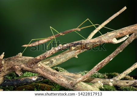 Stick insect or Phasmids (Phasmatodea or Phasmatoptera) also known as walking stick insects, stick-bugs, bug sticks or ghost insect. Stick insect camouflaged on tree. Selective focus, copy space