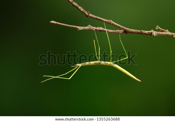 Stick insect or Phasmids (Phasmatodea or\
Phasmatoptera) also known as walking stick insects, stick-bugs, bug\
sticks or ghost insect. Green stick insect camouflaged on tree.\
Selective focus,copy\
space