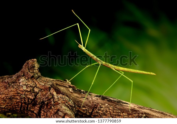 Stick insect or Phasmids (Phasmatodea or\
Phasmatoptera) also known as walking stick insects, stick-bugs, bug\
sticks or ghost insect. Green stick insect camouflaged on tree.\
Selective focus, copy\
space