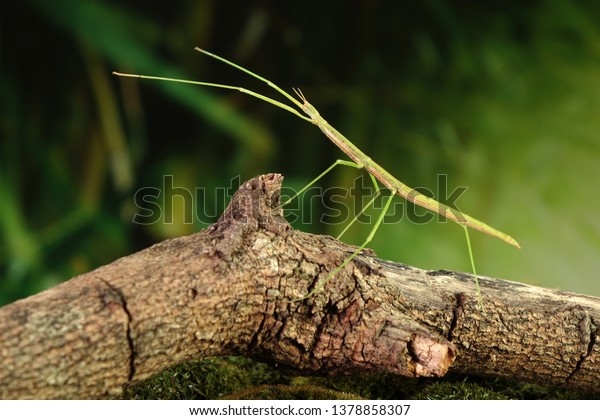 Stick Insect Phasmids Phasmatodea Phasmatoptera Known Stock Photo ...