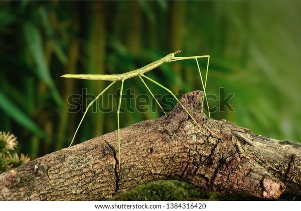 Stick Insect Phasmids Phasmatodea Phasmatoptera Known Stock Photo ...