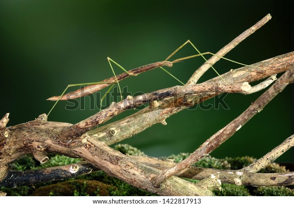 Stick insect or Phasmids (Phasmatodea or\
Phasmatoptera) also known as walking stick insects, stick-bugs, bug\
sticks or ghost insect. Stick insect camouflaged on tree. Selective\
focus, copy space