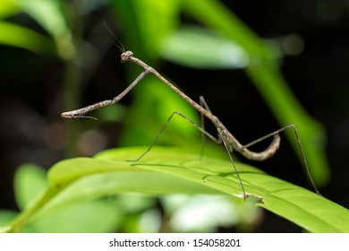 Stick Praying Mantis Standing On A Leaf