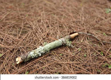 Stick Under Pine Tree, Shallow Depth of Field, DOF, copy space