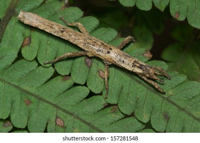 stickbug