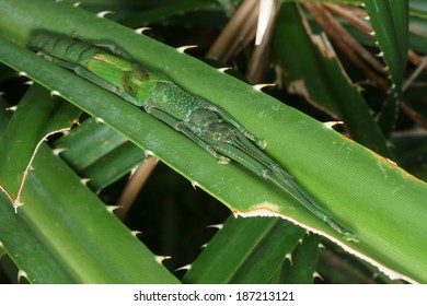 stickbug