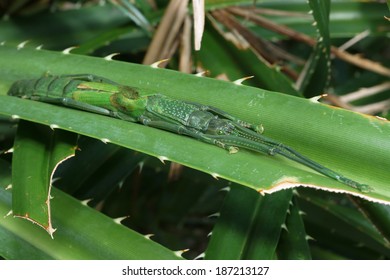 stickbug