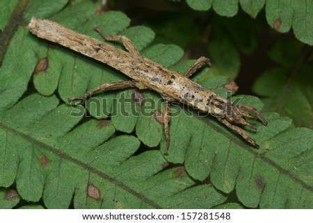 stickbug
