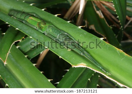 stickbug