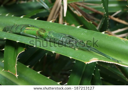 stickbug