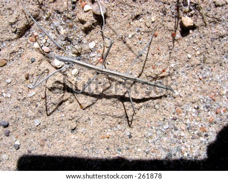 stickbug