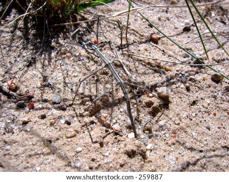 stickbug desert