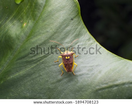 The stickbug on green leaf close up 