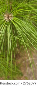 Stickbug resting on a pine needle