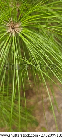 Stickbug resting on a pine needle